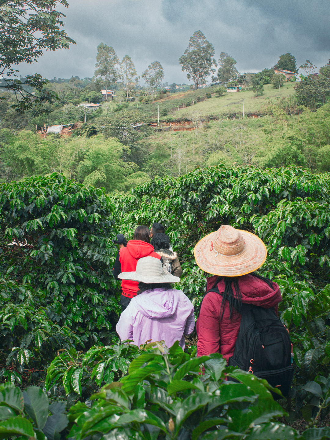 Selva Dorada